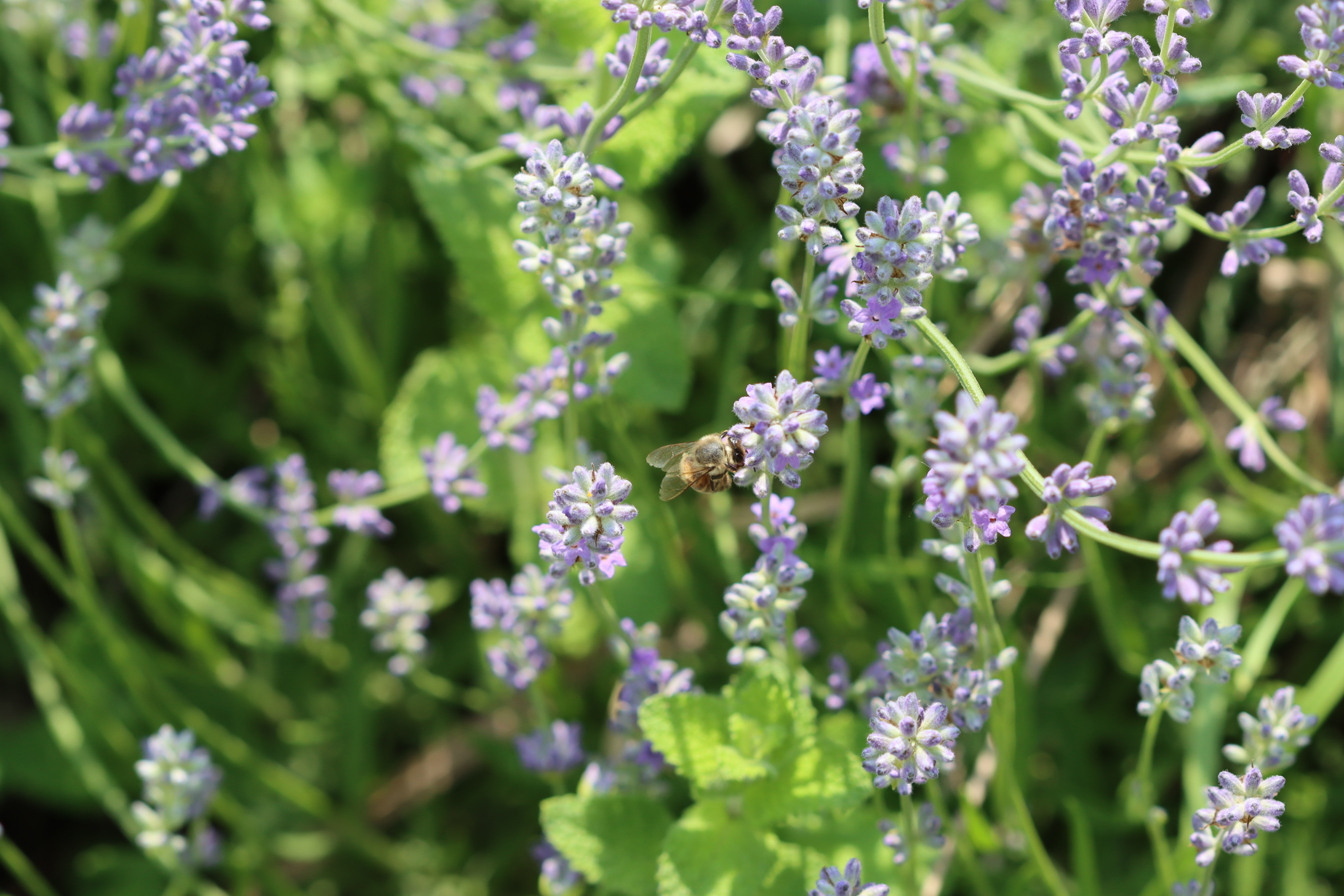 Plant Image